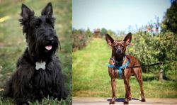 Scoland Terrier vs Bospin - Breed Comparison