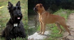 Scoland Terrier vs Bullmastiff - Breed Comparison