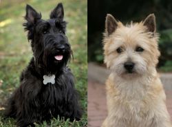 Scoland Terrier vs Cairn Terrier - Breed Comparison
