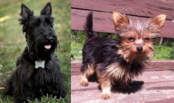 Scoland Terrier vs Chorkie - Breed Comparison