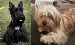 Scoland Terrier vs Cyprus Poodle - Breed Comparison