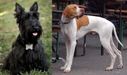 Scoland Terrier vs English Pointer - Breed Comparison