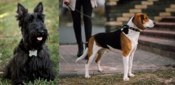 Scoland Terrier vs Estonian Hound - Breed Comparison