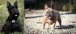 Scoland Terrier vs French Bulldog - Breed Comparison