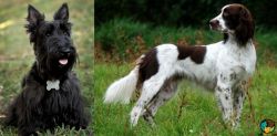 Scoland Terrier vs French Spaniel - Breed Comparison