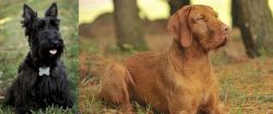 Scoland Terrier vs Hungarian Wirehaired Vizsla - Breed Comparison