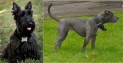 Scoland Terrier vs Irish Bull Terrier - Breed Comparison