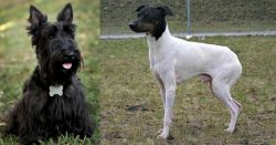 Scoland Terrier vs Japanese Terrier - Breed Comparison
