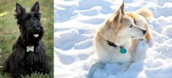 Scoland Terrier vs Labrador Husky - Breed Comparison