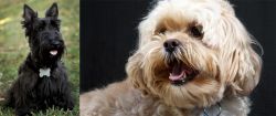 Scoland Terrier vs Lhasapoo - Breed Comparison