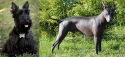 Scoland Terrier vs Peruvian Hairless - Breed Comparison