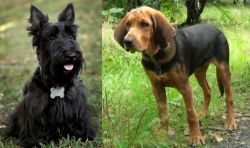 Scoland Terrier vs Polish Hound - Breed Comparison