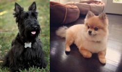 Scoland Terrier vs Pomeranian - Breed Comparison