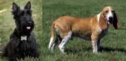 Scoland Terrier vs Schweizer Niederlaufhund - Breed Comparison