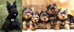 Scoland Terrier vs Yorkshire Terrier - Breed Comparison