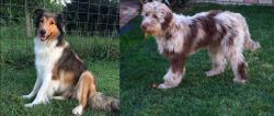 Scotch Collie vs Aussie Doodles - Breed Comparison