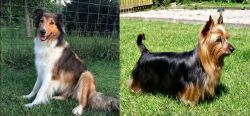Scotch Collie vs Australian Silky Terrier - Breed Comparison