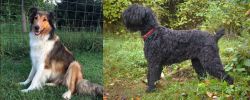 Scotch Collie vs Black Russian Terrier - Breed Comparison