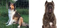 Scotch Collie vs Cane Corso - Breed Comparison