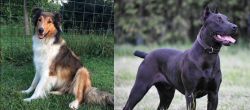 Scotch Collie vs Canis Panther - Breed Comparison