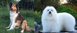 Scotch Collie vs Coton De Tulear - Breed Comparison