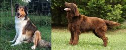Scotch Collie vs Flat-Coated Retriever - Breed Comparison