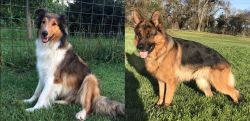 Scotch Collie vs German Shepherd - Breed Comparison