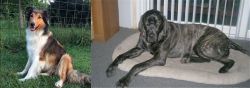 Scotch Collie vs Giant Maso Mastiff - Breed Comparison