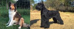 Scotch Collie vs Giant Schnauzer - Breed Comparison
