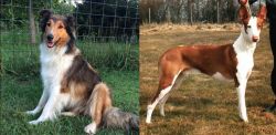 Scotch Collie vs Podenco Canario - Breed Comparison