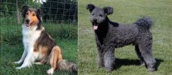 Scotch Collie vs Pumi - Breed Comparison