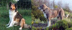 Scotch Collie vs Rafeiro do Alentejo - Breed Comparison