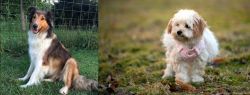 Scotch Collie vs West Highland White Terrier - Breed Comparison