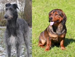 Scottish Deerhound vs Alpine Dachsbracke - Breed Comparison