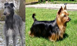 Scottish Deerhound vs Australian Silky Terrier - Breed Comparison