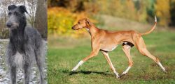 Scottish Deerhound vs Azawakh - Breed Comparison