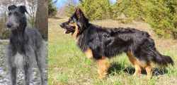 Scottish Deerhound vs Bohemian Shepherd - Breed Comparison