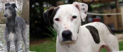 Scottish Deerhound vs Bull Arab - Breed Comparison