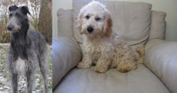 Scottish Deerhound vs Cockachon - Breed Comparison