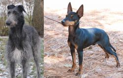Scottish Deerhound vs English Toy Terrier (Black & Tan) - Breed Comparison