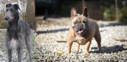 Scottish Deerhound vs French Bulldog - Breed Comparison