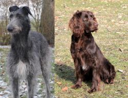 Scottish Deerhound vs German Spaniel - Breed Comparison