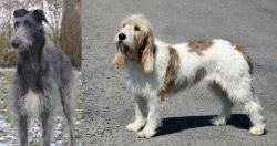 Scottish Deerhound vs Grand Basset Griffon Vendeen - Breed Comparison