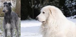 Scottish Deerhound vs Great Pyrenees - Breed Comparison
