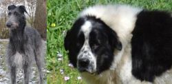 Scottish Deerhound vs Greek Sheepdog - Breed Comparison