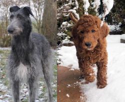 Scottish Deerhound vs Irish Doodles - Breed Comparison