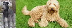 Scottish Deerhound vs Labradoodle - Breed Comparison