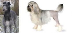 Scottish Deerhound vs Lowchen - Breed Comparison