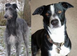 Scottish Deerhound vs McNab - Breed Comparison