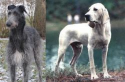 Scottish Deerhound vs Porcelaine - Breed Comparison